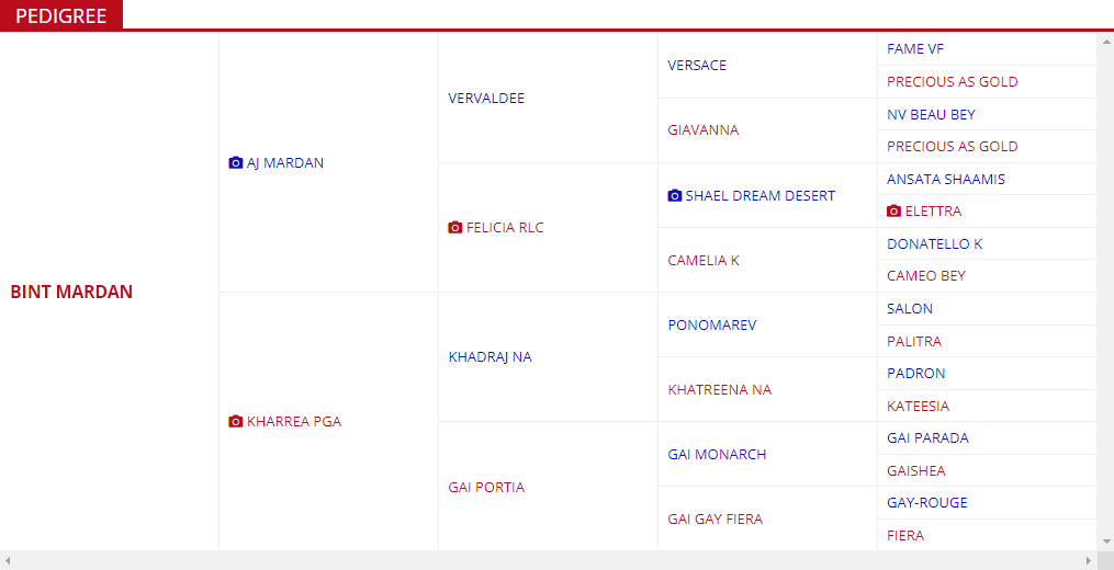 Bint Mardan Pedigree