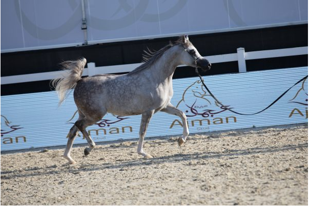 Al Shira’aa Arabian Horse Show Part III - EMAR AVI