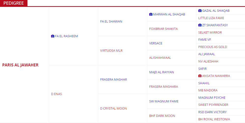 paris al jawaher pedigree