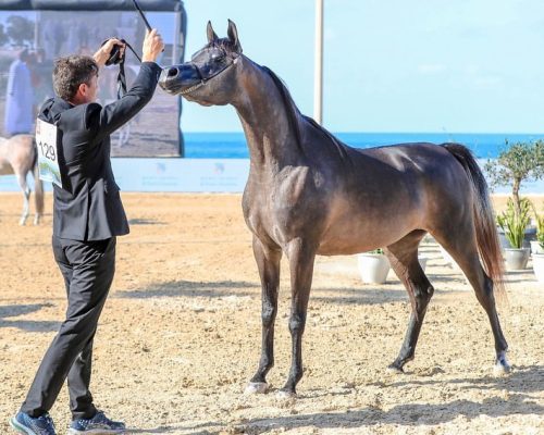 js raneem BRONZE at Al Dhafrah Arabian Horse Championship 2022 JFC