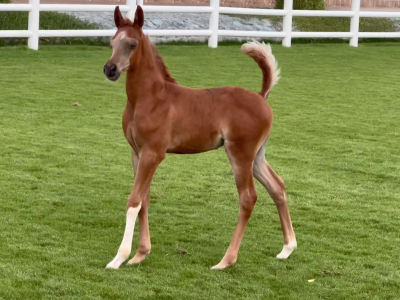 Amazing colt by EMAR AVI || JS ZORO out of VICTORIA