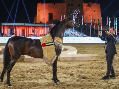 Star Farid, Fujairah AH Championship 2022 - Senior Stallions Championship