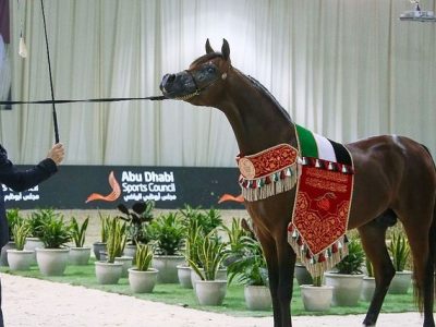 D JARI BRONZE CHAMPION 2021 at UAE National Arabian Horse Championship