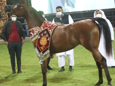 Paris Al Jawaher Ajman Arabian Horse Show 2022 Fillies Championship
